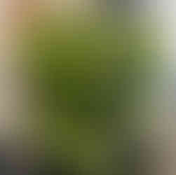 Vintage drinking glasses