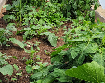 plot end-view 2_edited.jpg