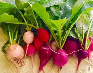 radishes.jpg