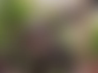 Dia das Crianças no Zoo São Paulo: criança entra grátis e leitor Reconheça tem mais desconto