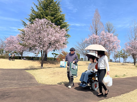 桜の花見　車椅子の女性を挟んで歩く男女2名