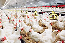 indoors-chicken-farm-chicken-feeding.jpg
