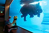 kids-enjoying-watching-elephant-swim-water-tank.jpg