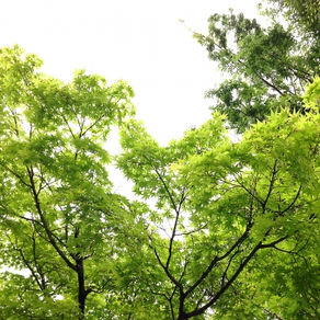 もみじを剪定するコツ