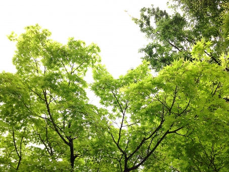 もみじを剪定するコツ