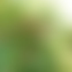 南天を剪定するコツ