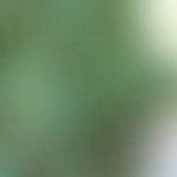 キンモクセイを剪定するコツ