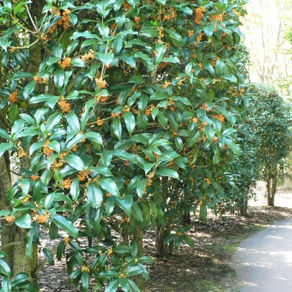 キンモクセイを剪定するコツ