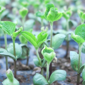 自然農法で大豆を育てる方法