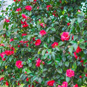 椿を剪定するコツ