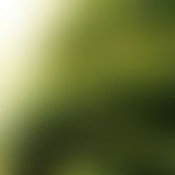 モッコクを剪定するコツ