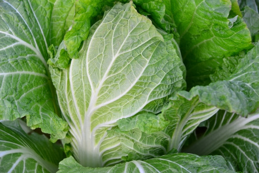 自然農法で白菜を育てる方法