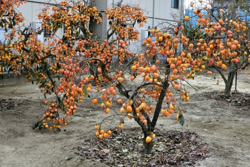 果樹を剪定する時期