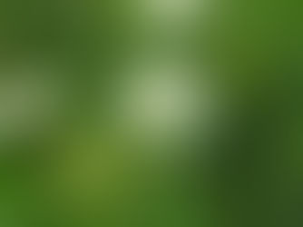 野菜の種を採る方法