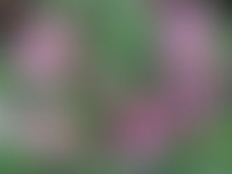 ツツジ・サツキを剪定するコツ