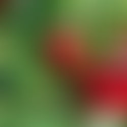 自然農法でパプリカを育てる方法