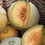 Thumbnail: Melon Seedlings