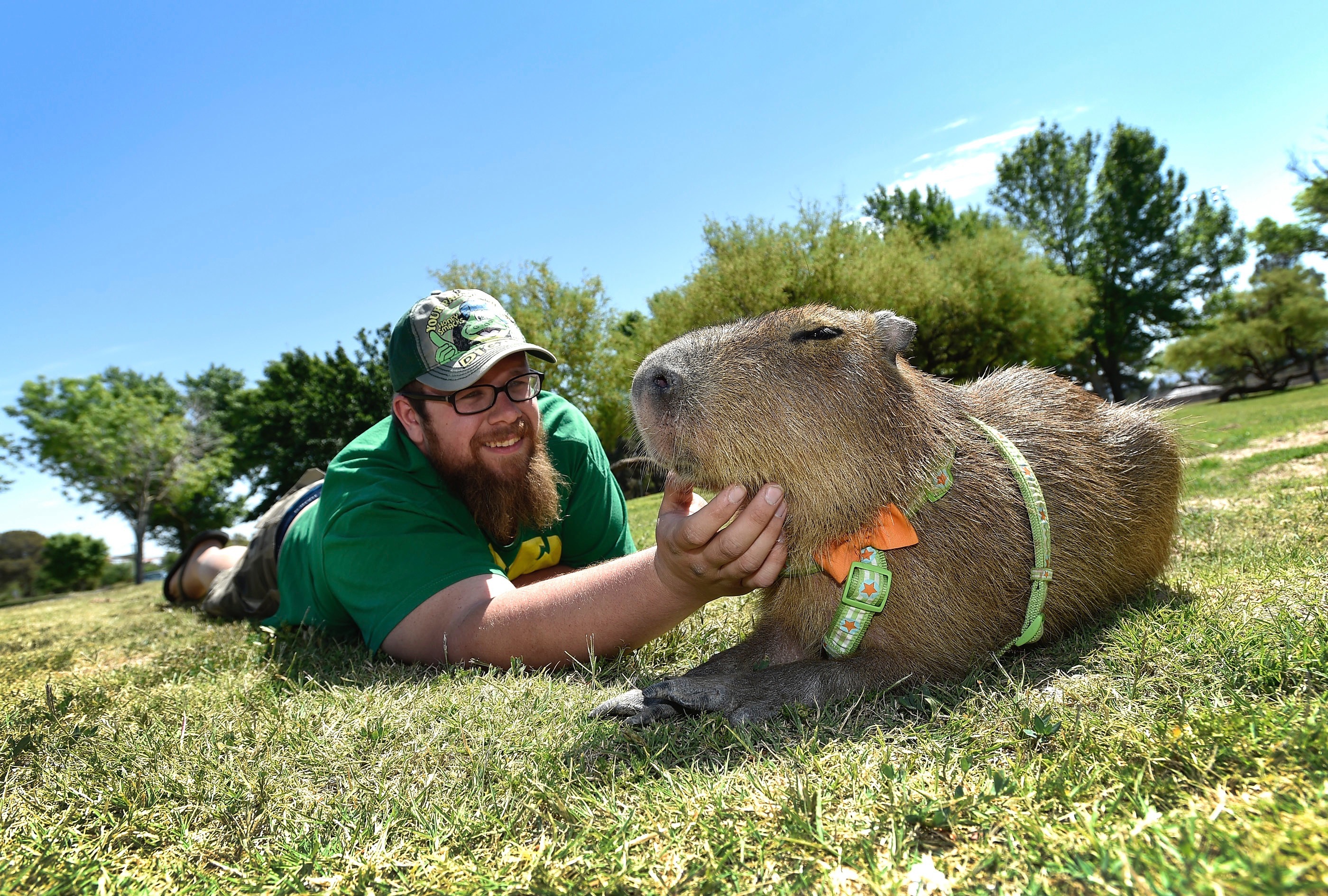 Купить Huge Capybara Pet Simulator X