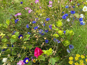 Council Launches Nature Focussed Project During Earth Hour Event