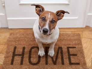 A victory for people and their pets: Scottish SPCA welcomes passing of Housing (Scotland) Bill