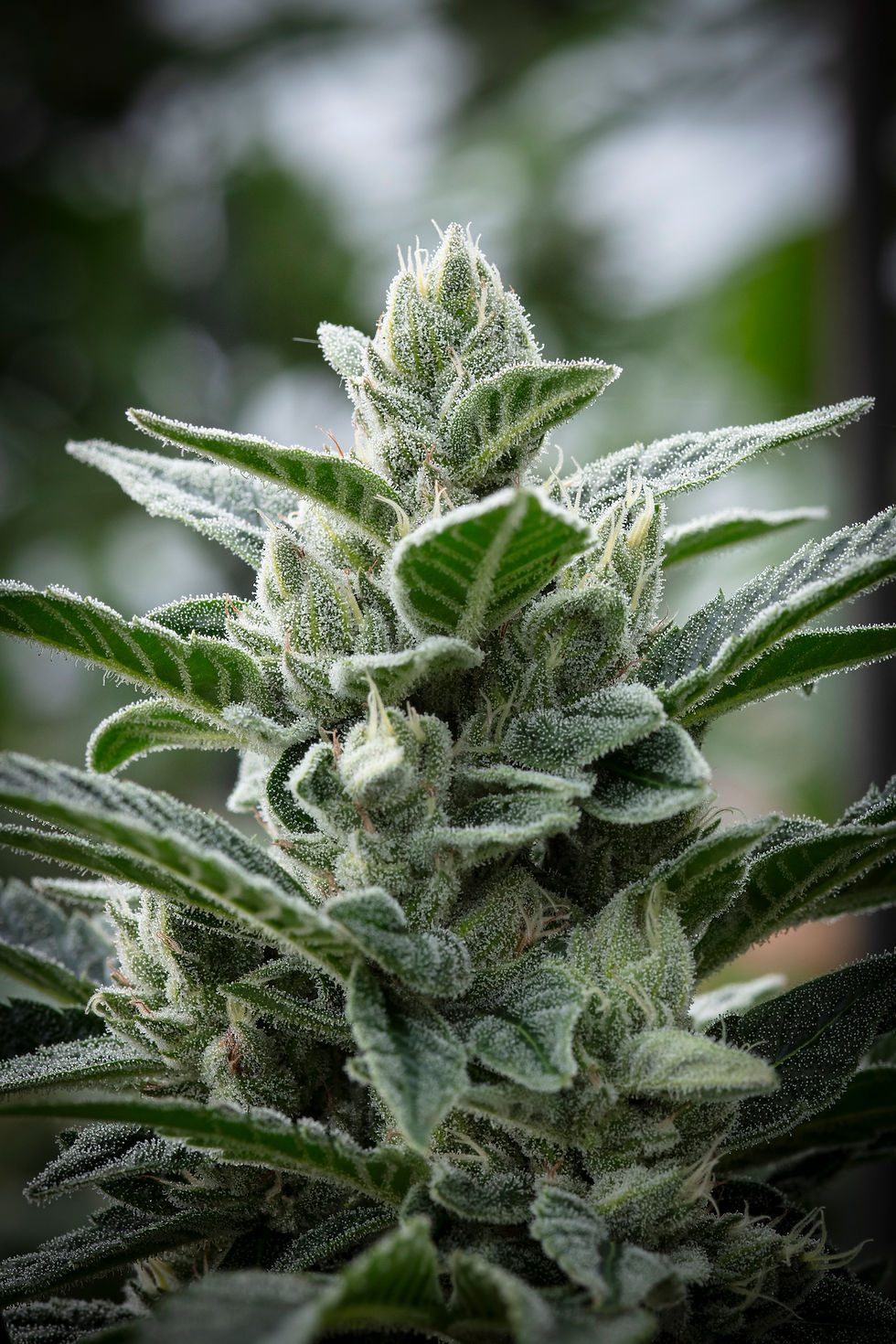 Cannabis_Background_3.jpeg