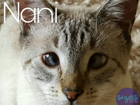 O estrabismo em gatos