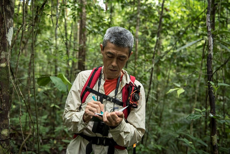 Fortalecimiento de la base jurídica de los Sistemas Nacionales de Monitoreo Forestal sostenible