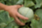 Hand harvesting of a melon