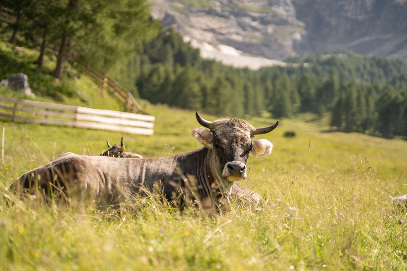 Wanderurlaub im Vinschgau – Ihre Ferienwohnungen in Schlanders