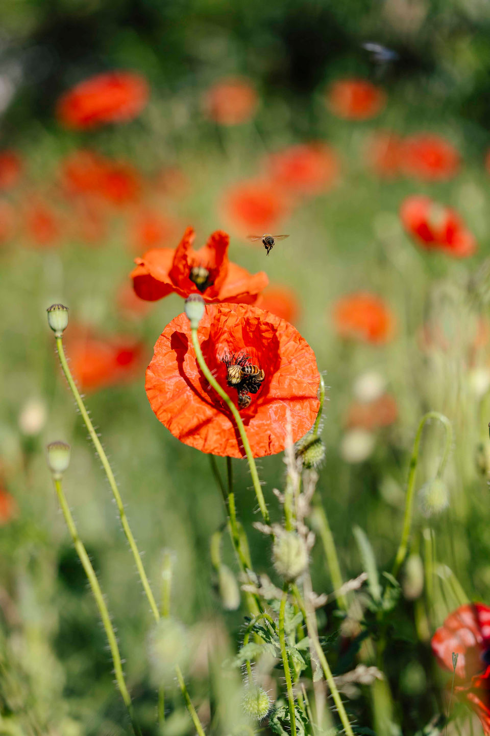 Mohnblumen auf dem Bauernhof mit Apartments in Algund