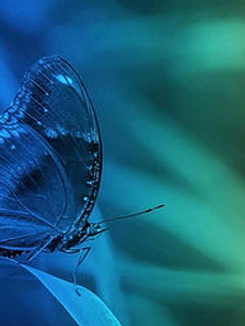 КАК И КЪДЕ СЕ РОДИ NUCELL NOVUS: