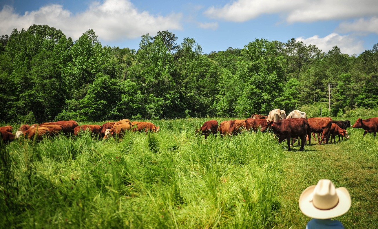 Farm Fresh Meat Near Me United States Old Century Meats