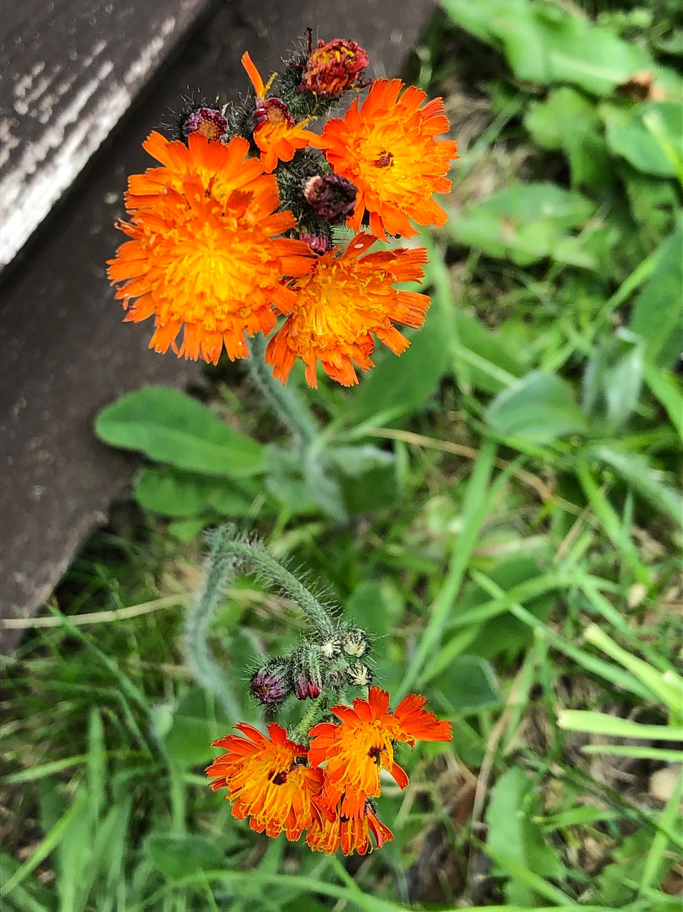 This bright red and gold flower is known as Fox and Cubs; the flower is the fox and the cubs are the little buds.