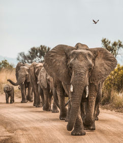 A matriarch leads the herd of elephant down the road with a baby coming at the rear