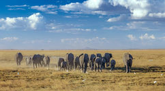 A herd of elephant walking across the great plains of the Amboseli