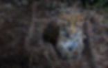 7U5A2435_edited.jpg