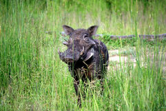A warthog peaks through the long grass plains of Zambia