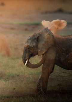 A young elephant throwing dust over his back preparing for a warm day ahead in Hwange National park