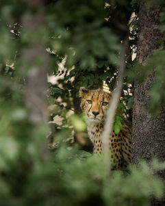 A cheetah cub staring through the branches of a bush that its using as shelter from the warm African sun