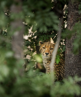 A young cheetah staring through the branches of a bush its taking shelter in. Showing its beautiful amber eyes.