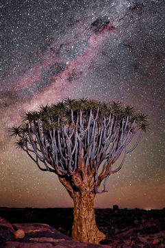 The beautiful Namibian night sky stretching across the ancient quiver tree forest.