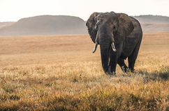 A magnificent bull elephant in the savanna of the Maasai Mara