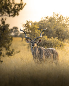Magnificent kudu bull staring from between the bushes.