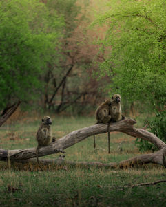 Three baboons sitting on a log resting after a long day of foraging for food