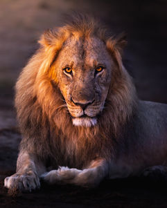 A beautiful male lion stares into the camera as the last golden glow of the sunset lights up his beautiful mane