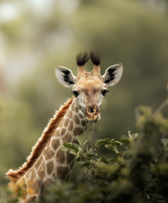 A young giraffe eating leaves off a mopani tree. Showcasing the beauty and unique behaviour of wildlife on safari