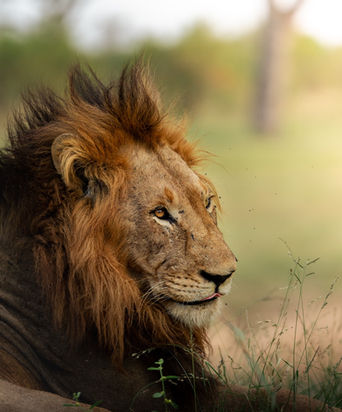  A majestic male lion with golden mane, intense amber eyes, and detailed facial features, symbolizing the raw beauty and power of African wildlife