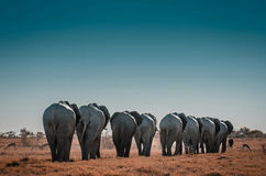 A herd of elephant walking in single file on their way to a water hole