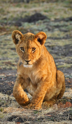 A lion cub catching the glow of the afternoon sunset over zambia
