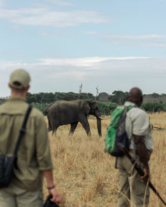 A guest on a walking safari with a local guide in Hwange staring at an elephant walking by